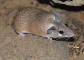 Иглистая мышь: содержание и уход в условиях дома