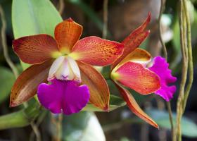 Каттлея: советы по комнатному разведению и уходу за орхидеей