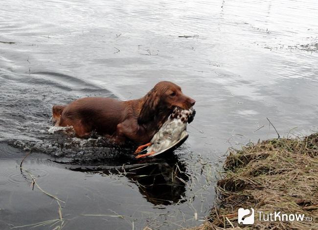 Русский охотничий спаниель в воде