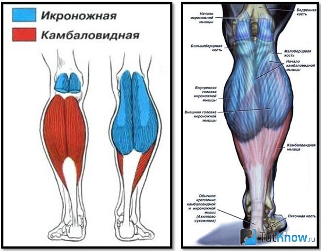 Фото мускулы женские