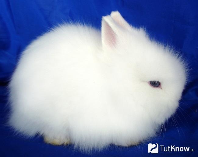 Белый ангорский кролик