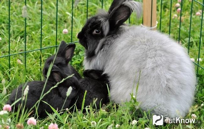 Ангорские кролики в траве