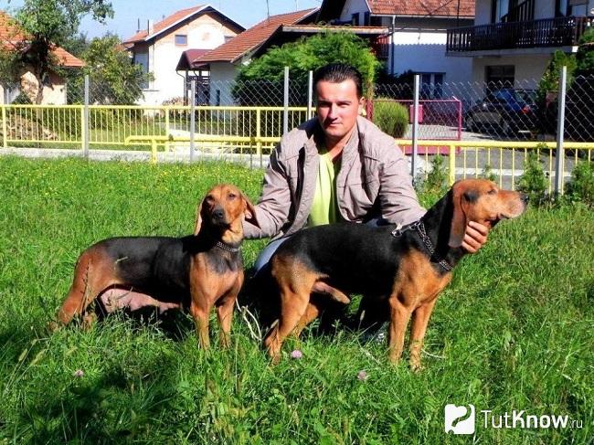 Балканские гончие с хозяином