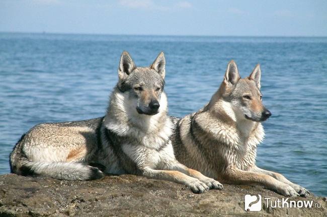 Две волчьих собаки Сарлоса