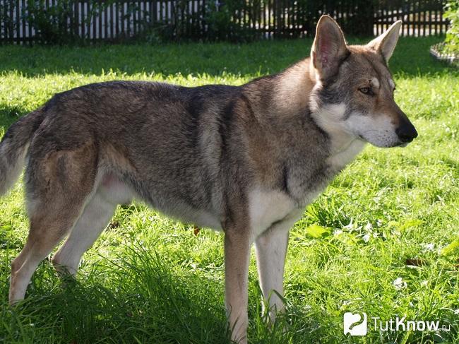 Внешний вид волчьей собаки Сарлоса