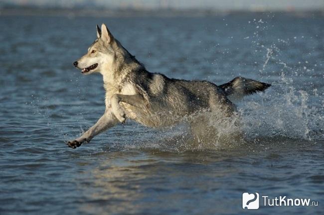 Волчья собака Сарлоса в воде
