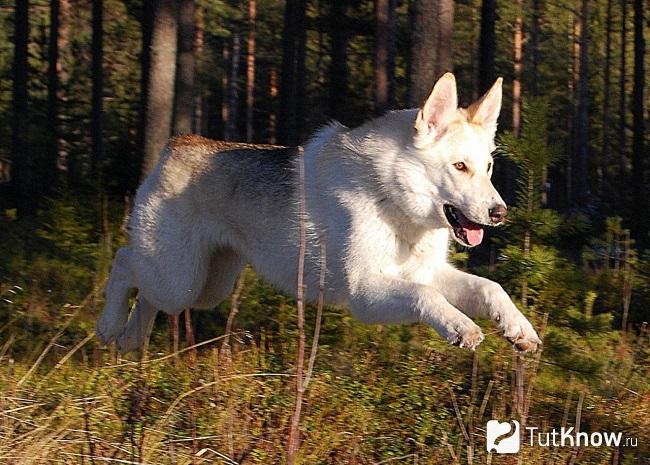 Волчья собака Сарлоса бежит