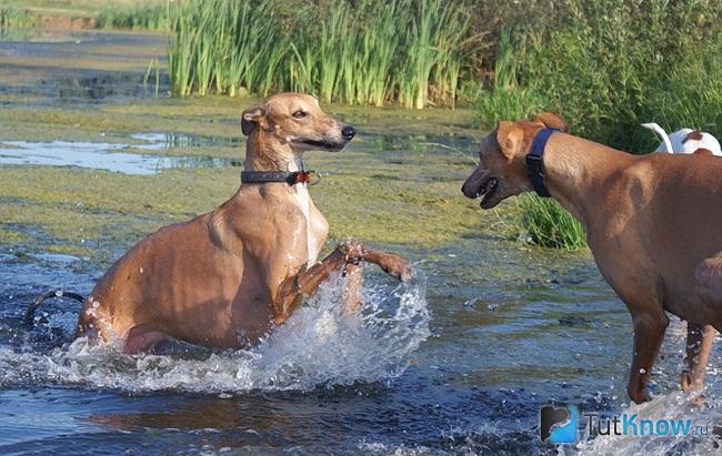 Грейхаунды в воде