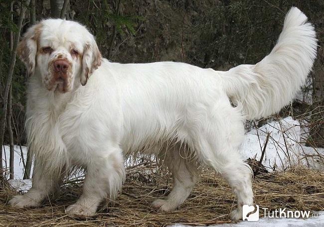 Внешний вид кламбер спаниеля