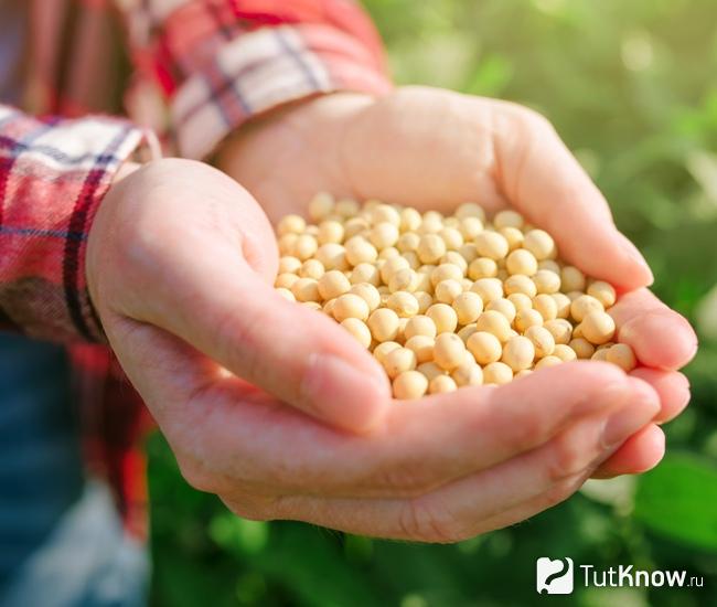 Что такое соя в продуктах питания. Смотреть фото Что такое соя в продуктах питания. Смотреть картинку Что такое соя в продуктах питания. Картинка про Что такое соя в продуктах питания. Фото Что такое соя в продуктах питания