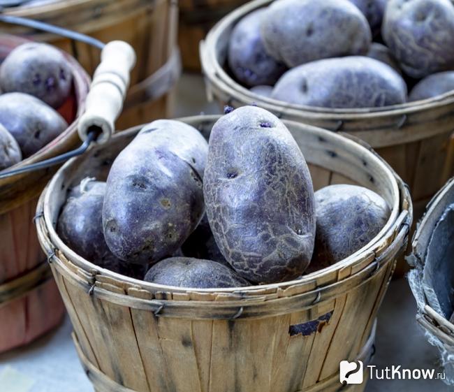 Картофель фиолетовый детям можно есть польза вред thumbnail