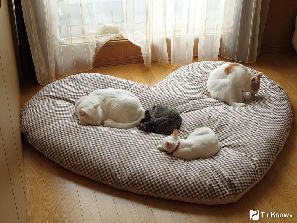 Сделать кровать для кошки своими руками