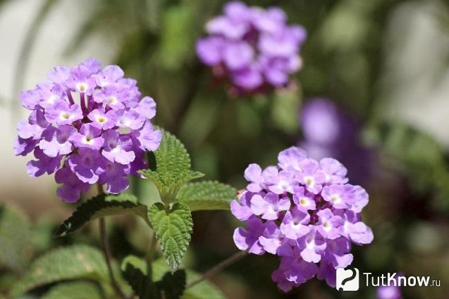 Фиолетовые цветки лантаны