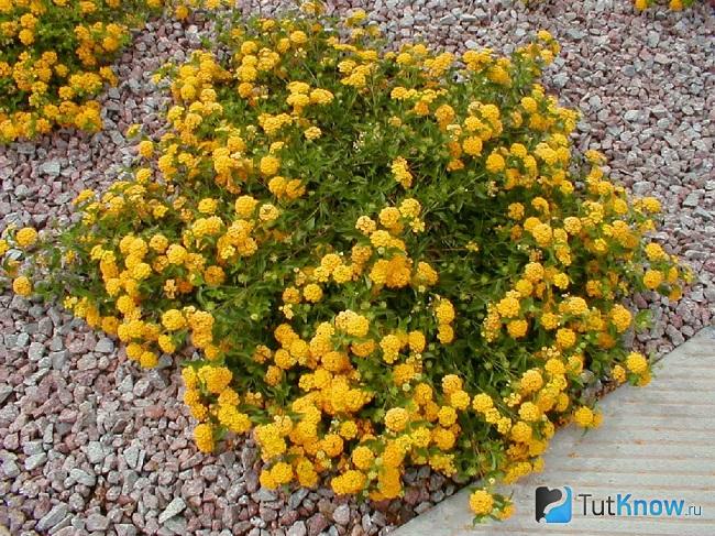 Жёлтые цветки лантаны