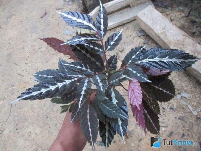 Куст лееи в руке