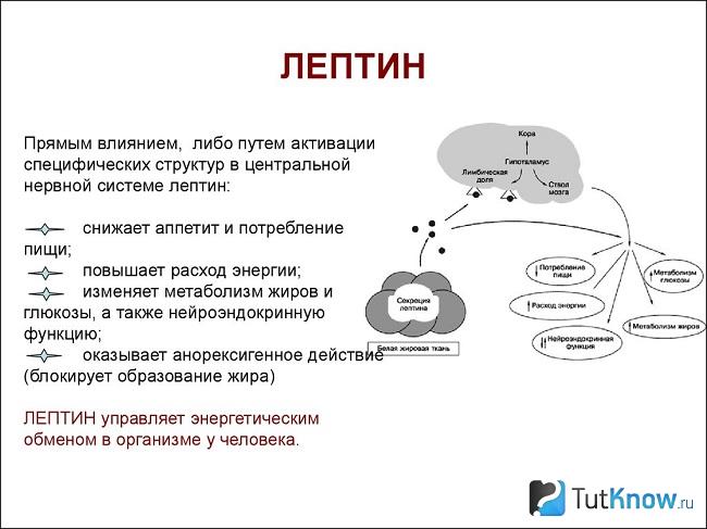 Перечень функций гормона лептина