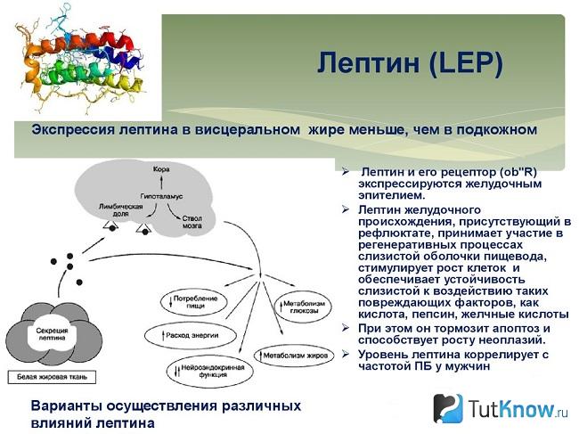Графическое объяснение того, что такое лептин