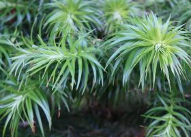 Куннингамия: выращивание и размножение в саду