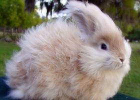 Ангорские кролики – уход и содержание в условиях дома