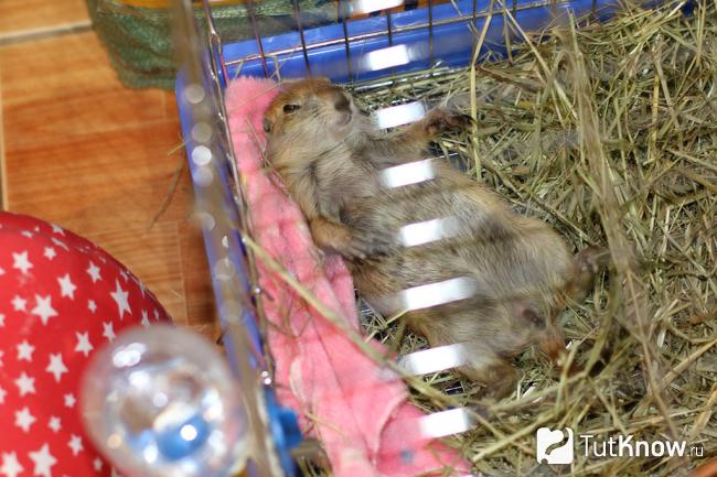 prairie dog спит в клетке