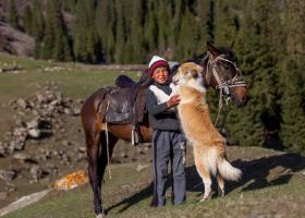 Киргизский волкодав дебет: уход и содержание