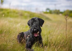 Ризеншнауцер: уход и содержание собаки