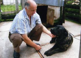 Сербская защитная собака: правила ухода и содержание