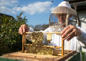Разведение пчел – хобби и польза