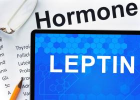 Что значит повышение гормона лептина?