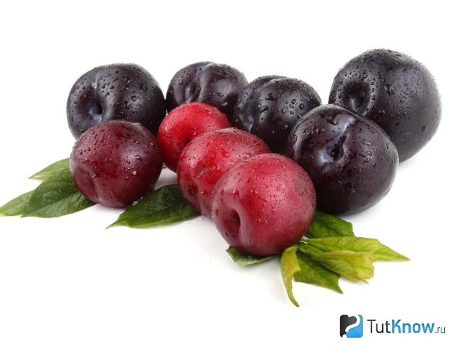 Витаминный состав и калорийность ягод алычи