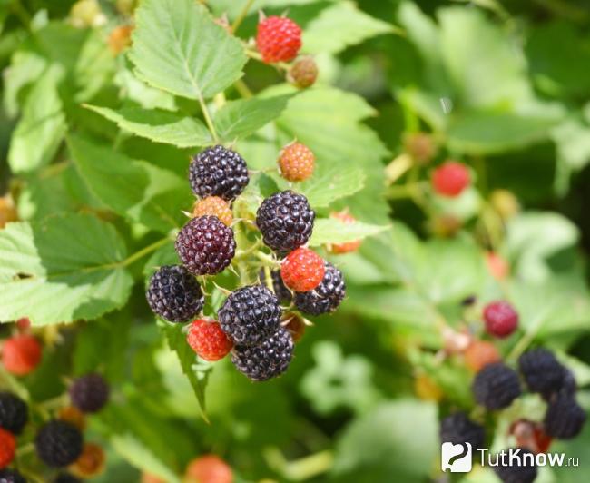 Rubus glaucus