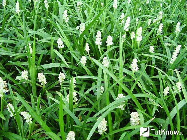 Белые цветки лириопе