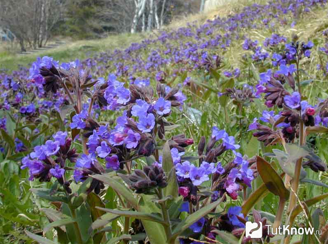 Медуница в саду фото