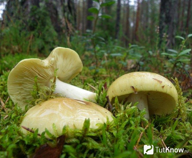 Зеленушка гриб польза и вред thumbnail