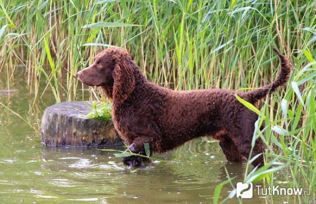 Американский водяной спаниель стоит в воде