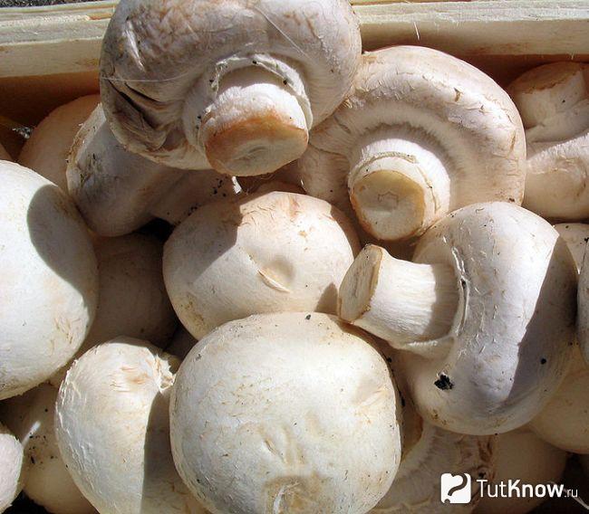 Свежие грибы шампиньоны
