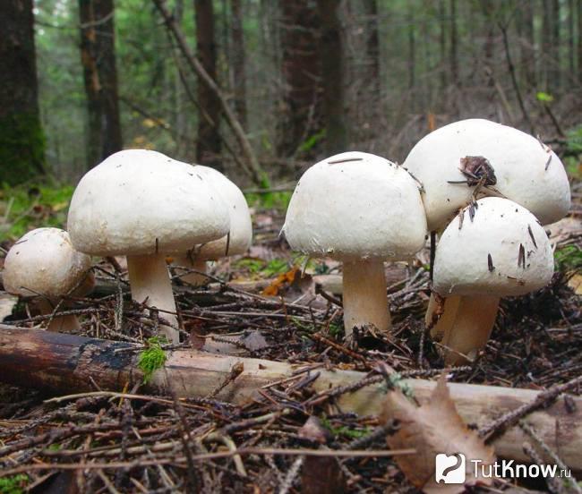 Как растут грибы шампиньоны