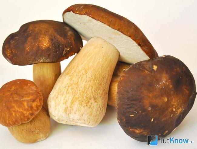 Белый гриб как полезный для здоровья продукт