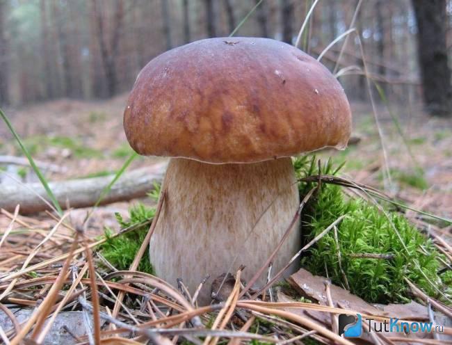 Белый гриб как исторически известный продукт