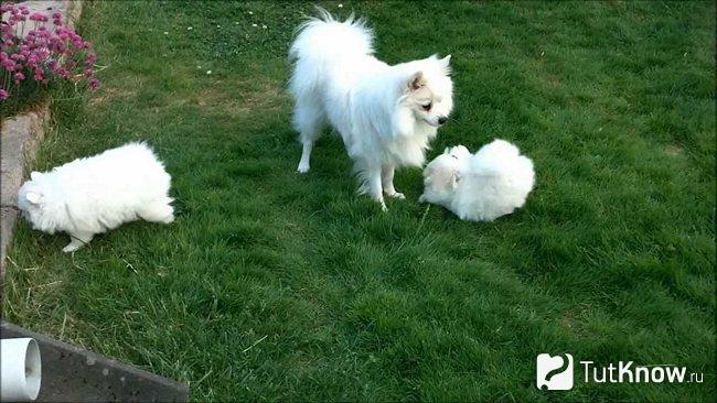 Три собаки породы вольпино-итальяно гуляют по траве