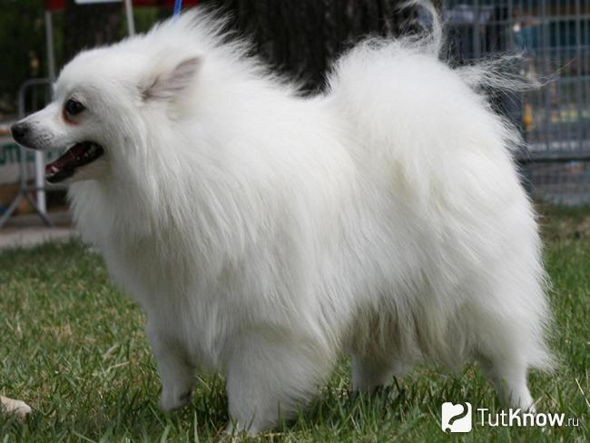 Взрослая собака вольпино-итальяно вид сбоку