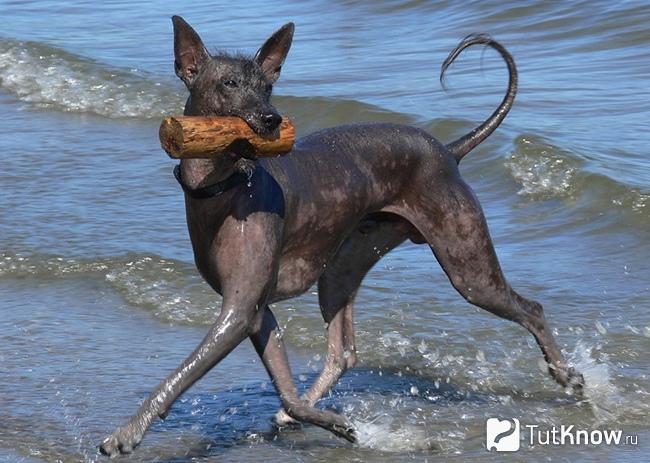 Перуанская голая собака выходит из моря