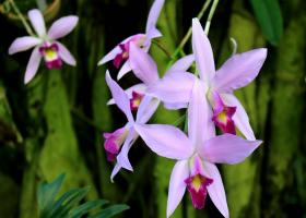 Лелия: правила выращивания и размножения орхидеи
