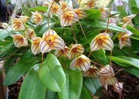 Как правильно выращивать и размножать орхидею масдеваллию?