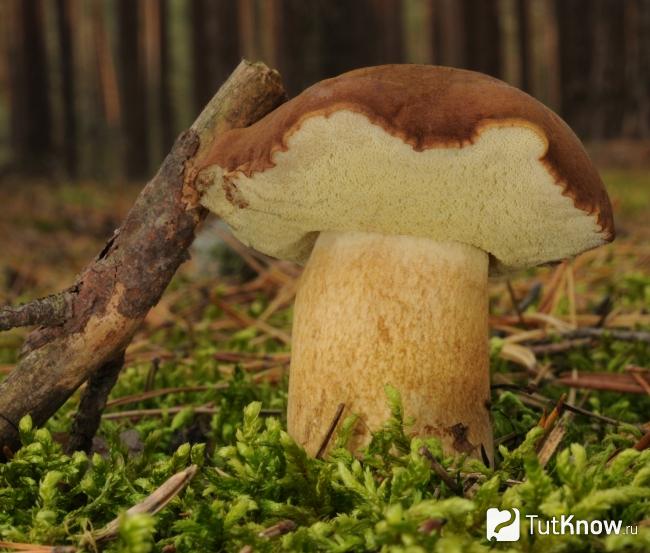 Гриб белопольский фото и описание. Белый польский гриб: характеристика, полезные свойства и варианты приготовления