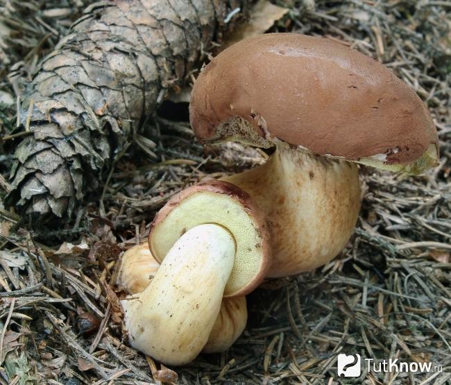 Польза и вред грибов польского гриба thumbnail