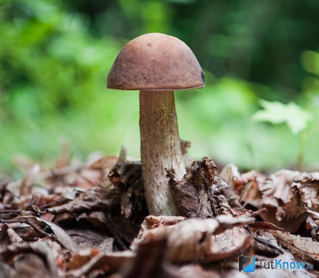 Чем полезны грибы подберезовики для человека thumbnail
