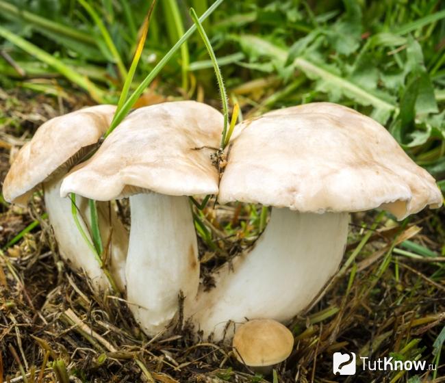 Майский гриб фото и описание как готовить