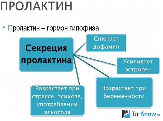 Схематическое объяснение того, что такое пролактин