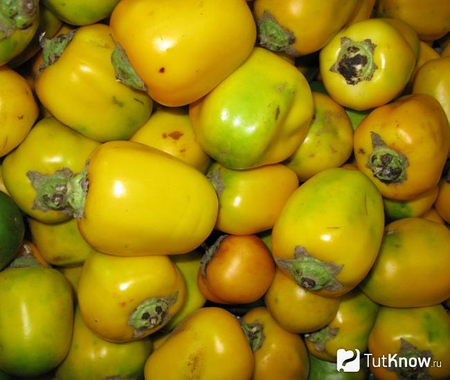 Как выглядит фрукт кокона